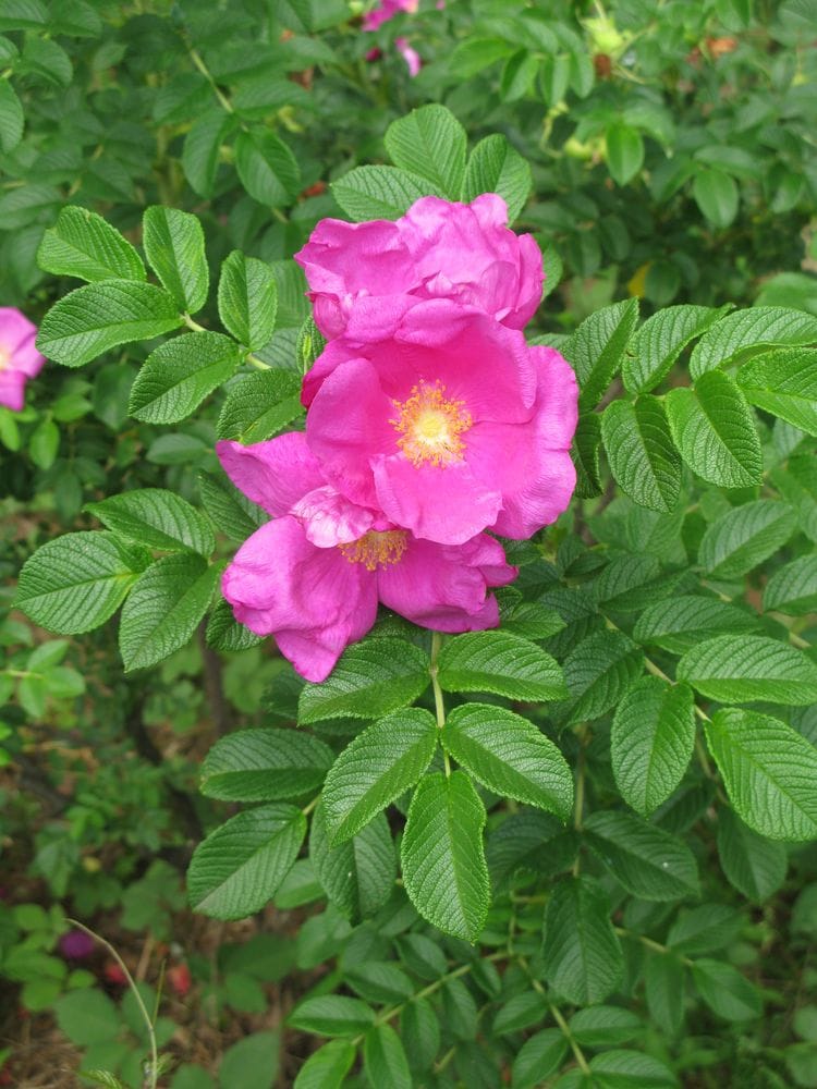 Rosa rugoza